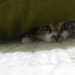 우리집 고양이 <b>배개</b>에 깔렸더!!!!!