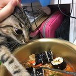 <b>나코</b>가심각해지금...(혐주의)