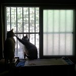 [다묘] [다묘 열여섯번째]오래오래 살길 바라며...부족한 내 옆에...