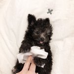 [드루와] 댕댕이 자랑하고 가라!!!