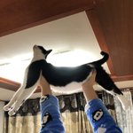 [드루와] ++사진추가))우리집 고양이 개위풍당당해 보임ㅋㅋㅋㅋ...