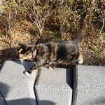 [도와주세요] 고양이 목격