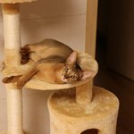 [고양이] 아비시니안 '라떼'와 함께 했던 2017년