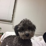 [꼭조언부탁] 강아지를 잃어버렸습니다 (대구)