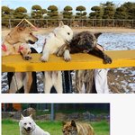 [콜로라도] 일제의 <b>말살</b>에도 불구하고 끝내 복원한 토종개.jpg