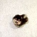 [댓글부탁해] <b>덕질</b>이랑 공부 같이 잘하는 애들있음?ㅠㅠ