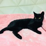 모두의 로망묘 올블랙 고양이 <b>가루</b>의 일상