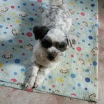 [유기견] 시츄닮은 <b>소형</b>믹스견, 비비의 가족을 기다립니다..