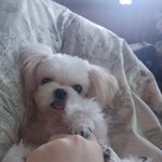 [애기말티즈] <b>No</b>.2 귀여운 땅콩이 사진보고가세용~^^