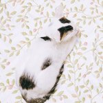 [댓글부탁해] 경기도 <b>안산시</b> 원곡동 잃어버린 고양이를 찾습니다.