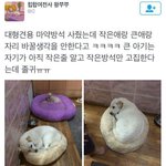 [EXO] 짹 백현 악개들