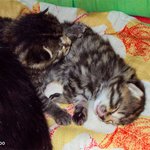 7년째 동거중인 <b>집사</b>와 두 냥이