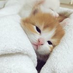 [댓글부탁해] 일본 여행 코스 추반해주면 반배정헷꿀꿀