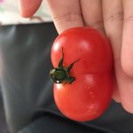 [댓글부탁해] <b>방울</b>토마토 먹다가 이상한거 나옴