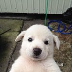 [드루와] 애들아 <b>LG</b>상담원 심각하다..