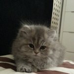 [고양이] 우리집 몽<b>심이</b>에요