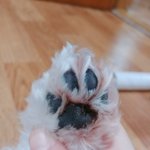우리강아지 젤리볼랭?