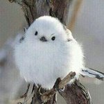 엄마가 강아지데리고왔는데 키우기싫어