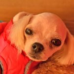 <b>토리</b>/말티즈/남아(중성화완료)/3살/2kg  *<b>토리</b>는 애교가 많은...