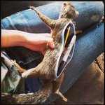 [댓글부탁해] 고어/혐짤좋아하는애들 ㄷㄹㅇ