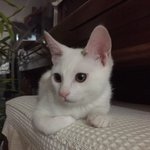 [EXO] 우리집 <b>야옹이</b> 귀엽지