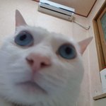 [EXO] <b>심심</b>한애들 고양이 보셈