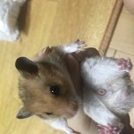 [EXO] 우리 집 <b>햄찌</b>가 젤 귀여움