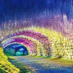 한번쯤 찾아가고픈 꽃나무 <b>터널</b>