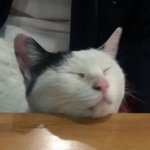 고양이 풀이를 찾습니다   (<b>하계동</b>에 사시는 분들 꼭 좀 봐주세요)