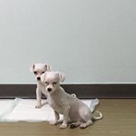 [말티즈] 강아지공장에서 <b>구조</b>해온 우리<b>집</b> 쪼꼬,땡이