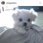 난 말티즈 <b>김홍식</b>. 수컷이죠. (1)