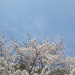 [드루와] 우리 <b>벚꽃</b> 사진 올리자