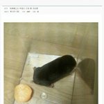 [댓글부탁해] 새우깡에 <b>소주</b>vs <b>맥주</b>