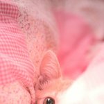 똥본사람들 눈<b>정화</b>하자...
