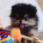 [방탄소년단] +틧움짤)미친 ....진짜 연탄이 확대해서봤어?