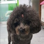 푸들 <b>여아</b> 살려주세요