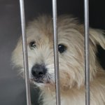 삽살이<b>믹스</b> 문의0건
