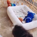 [방탄소년단] <b>연탄이</b> 방석에 놓여져있었던 파란색인형의정체