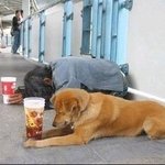 [EXO] 주인잘못만난 관심구걸 진저<b>dog</b> 악개타령 ㅂㅁㄱ잘하자