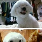 청순<b>철벽</b>녀