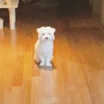 [드루와] 고독을 좋아하는 우리<b>몽이</b>