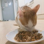 [고양이] 아미랑 <b>치치</b>랑 19