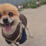 료)/2살/5kg   *퐁퐁이는 <b>활발</b>한 성격을 가지고 있습니다.