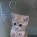 [드루와] 고양이<b>알레르기</b> 있는데 키워도 될까?