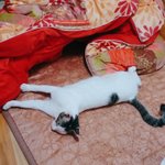 [댓글부탁해] ㅋㅋㅋ우리 고양이 <b>코에</b> 입냄새 뿜었는데ㅋㅋㅋㅋ