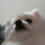 [댓글부탁해] 무서운 선배때매... 어느고갈까?