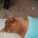 우리 고양이 침대 옆에 <b>히터</b> 틀어주니까