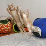 편순이인데 지금 <b>손발</b>이 개떨린다...!!(빡침주의)