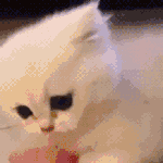 난쟁아 보고<b>시포</b>~