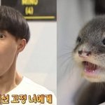 혐짤대신 <b>수달</b>둥이보고가자